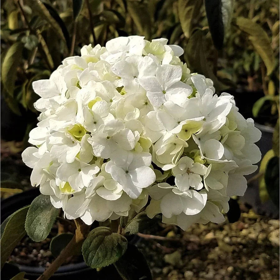 Chinese Snowball Viburnum (2.5 Gallon) White Blooming Deciduous Shrub - Full Sun Live Outdoor Plant
